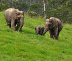 Kerala wildlife Tour Packages with Price