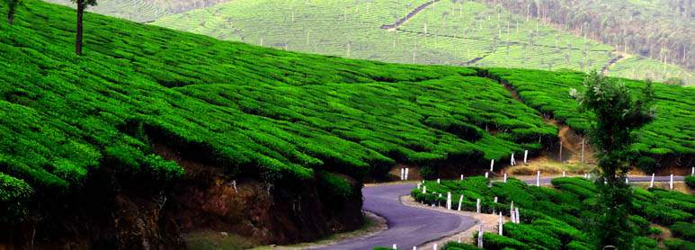 Munnar Kerala honeymoon places