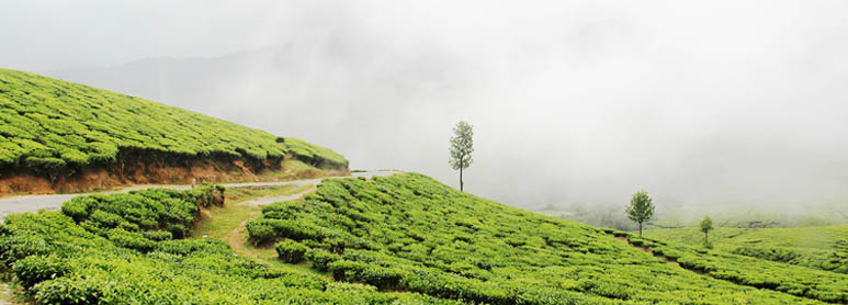 Munnar Kovalam Alleppey Trivandrum Tour