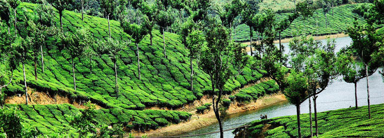 Munnar Tour Package