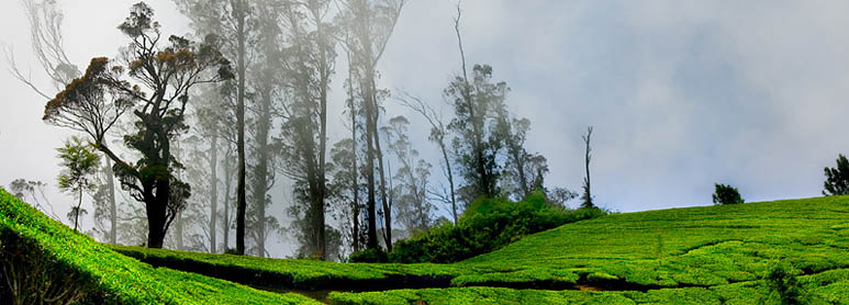 Thekkady Tour Packages | Kerala Wildlife Tourism packages by Thekkady tour operators