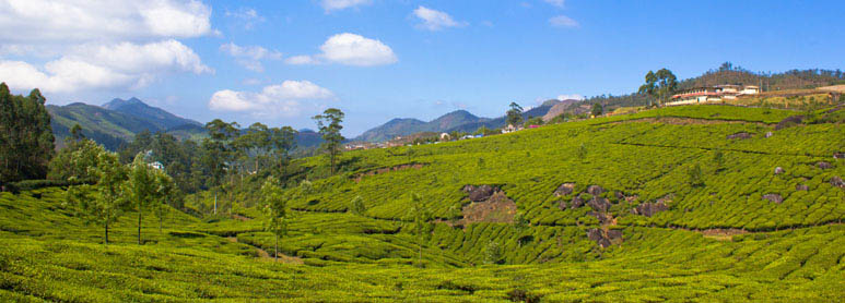 Luxury Tour to Munnar