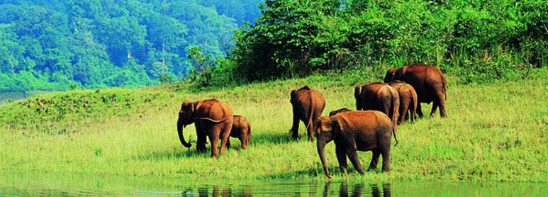 Thekkady Luxury tour