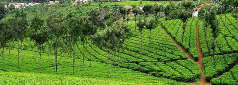 Ooty Kodaikanal Honeymoon Package