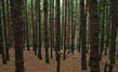 Pine Forest