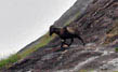 Eravikulam National Park (30 km from Munnar Town)