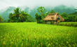 Enjoy the beautiful villages & Paddy Fields