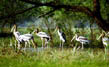 Kumarakom Bird Santuary