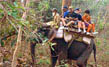 Elephant Village Tour