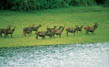 Eravikulam national park / Rajamalai